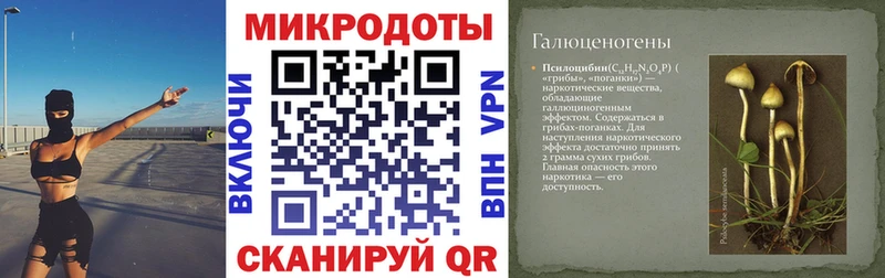 Псилоцибиновые грибы Psilocybe  OMG как зайти  Верхнеуральск 